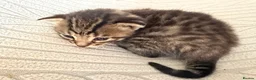 Mixed Breed cats for sale: 2 beautiful male kittens for sale in Basildon - Advert 5