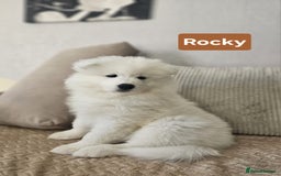 Samoyed dogs for sale: Beautiful Samoyed Puppies! ✨* - Image 4