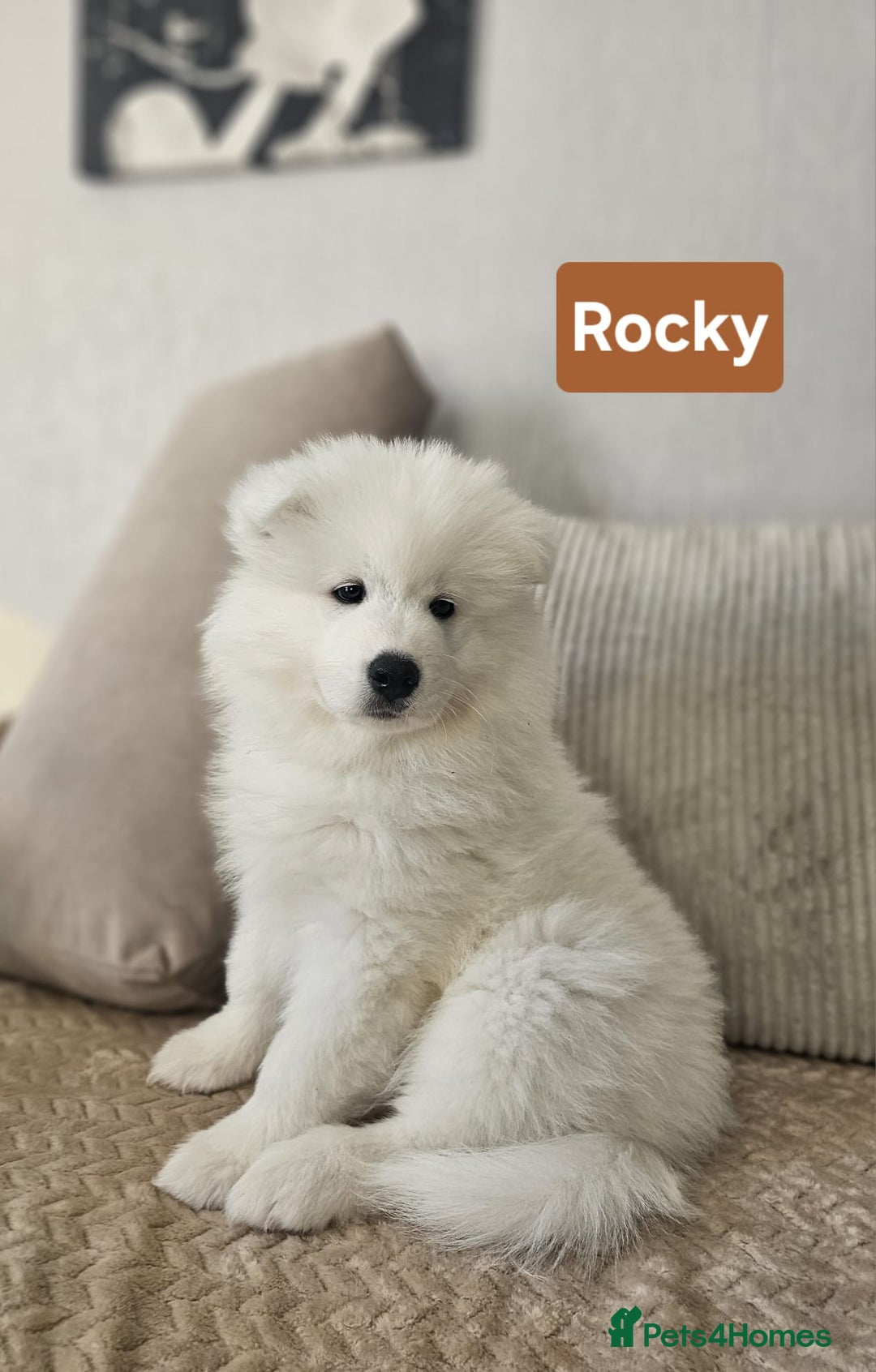 Samoyed dogs for sale: Beautiful Samoyed Puppies! ✨* - Image 4