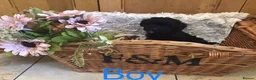 Jackapoo dogs for sale: Mr steven wilson - Advert 24