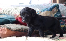 Labradoodle dogs for sale: Lovely Labradoodle Puppies Licenced Breeder - Image 14