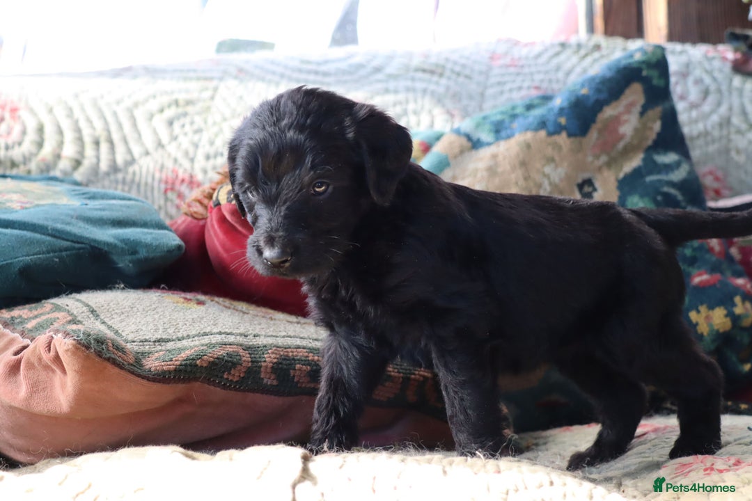 Labradoodle dogs for sale: Lovely Labradoodle Puppies Licenced Breeder - Image 14