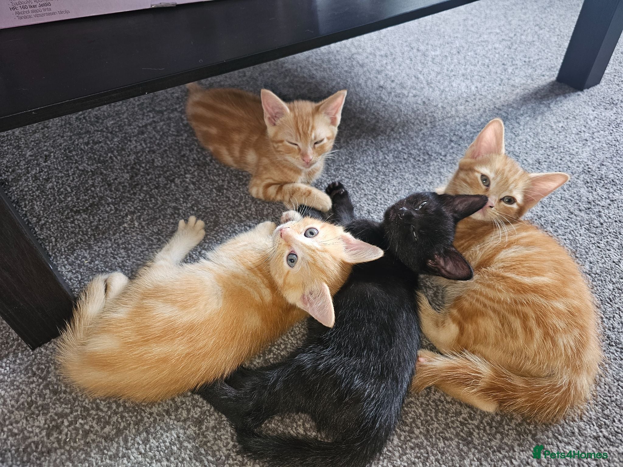 Mixed Breed cats 2 ginger girls 2 boys ready now !!!  - Advert 1