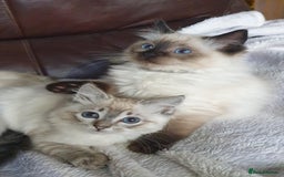 Ragdoll cats for sale: Beautiful GCCF Registered Ragdoll Kittens. - Image 19