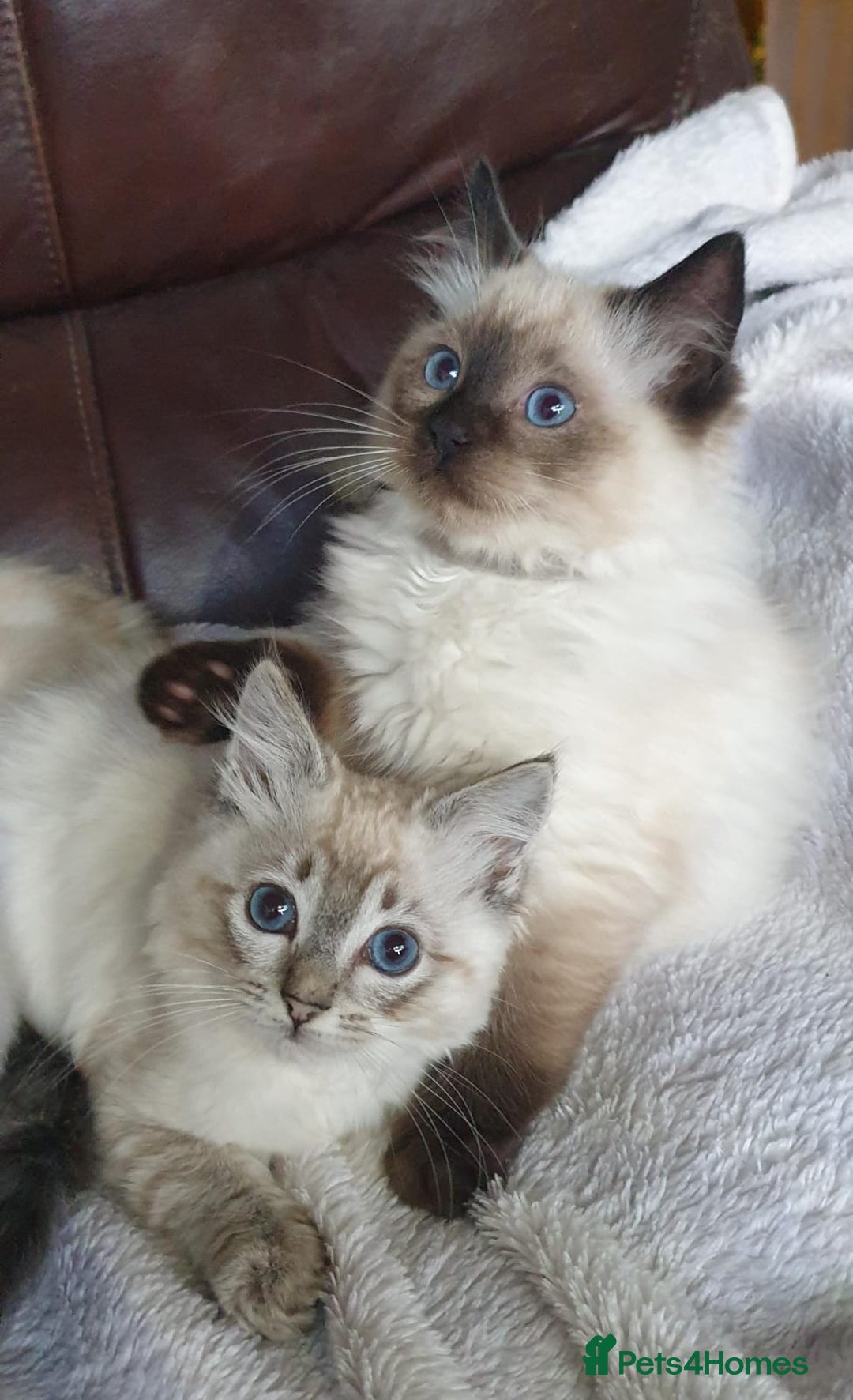 Ragdoll cats for sale: Beautiful GCCF Registered Ragdoll Kittens. - Image 19