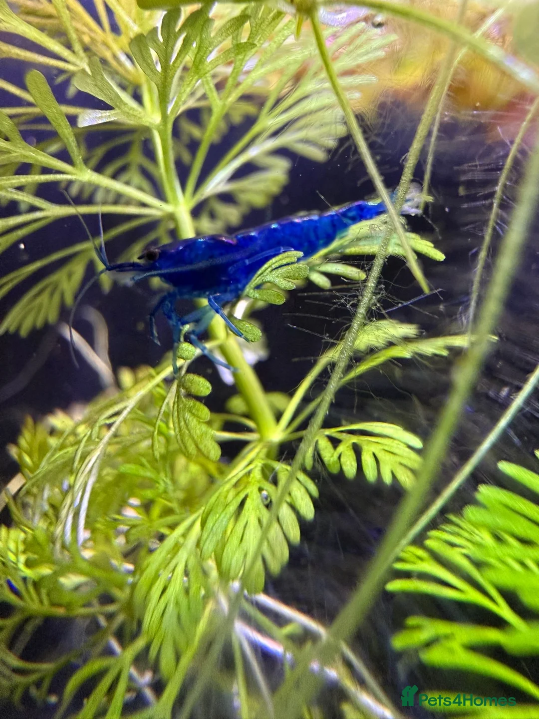 Shrimps fish for sale: HIGH GRADE AQUARIUM SHRIMP - Advert 3