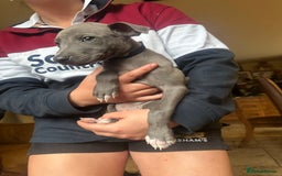 Lurcher dogs for sale: Lurcher pups  - Image 4