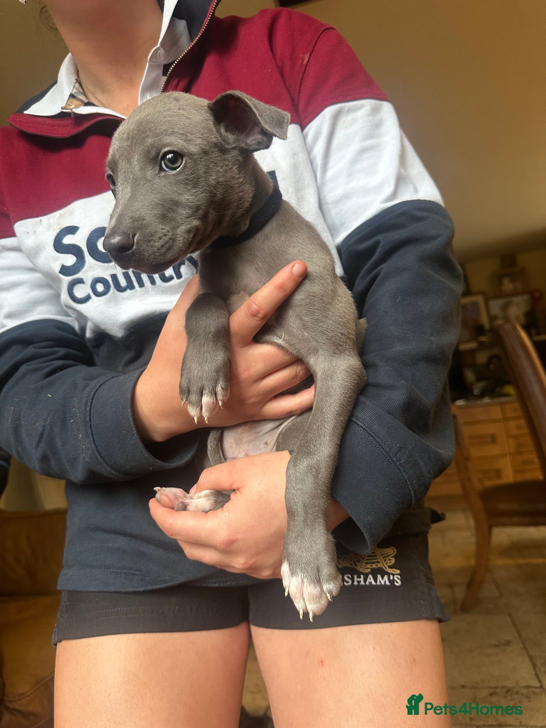 Lurcher dogs for sale: Lurcher pups  - Image 4