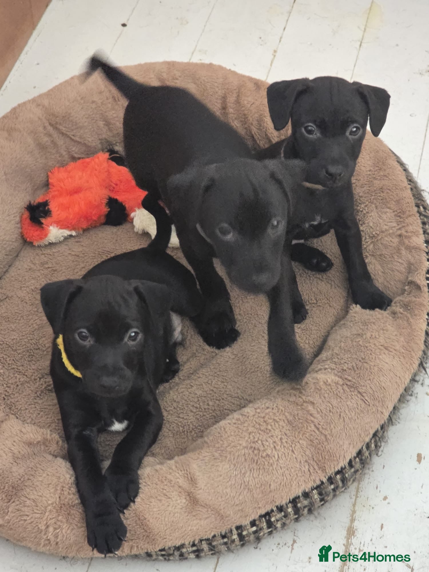 Patterdale Terrier dogs Ready NOW - Patterdale pups - - Advert 2