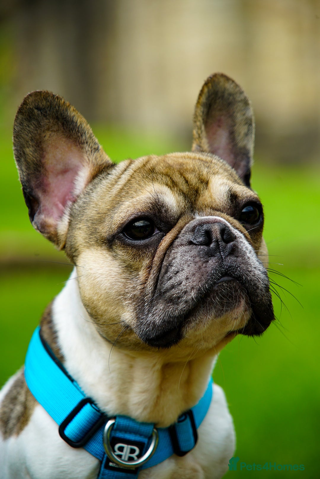French Bulldog dogs for stud: Hugo available for stud🐾 in Stanley - Advert 6