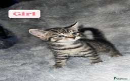 Domestic Shorthair cats for sale: Beautiful Kittens looking for a forever home - Image 3