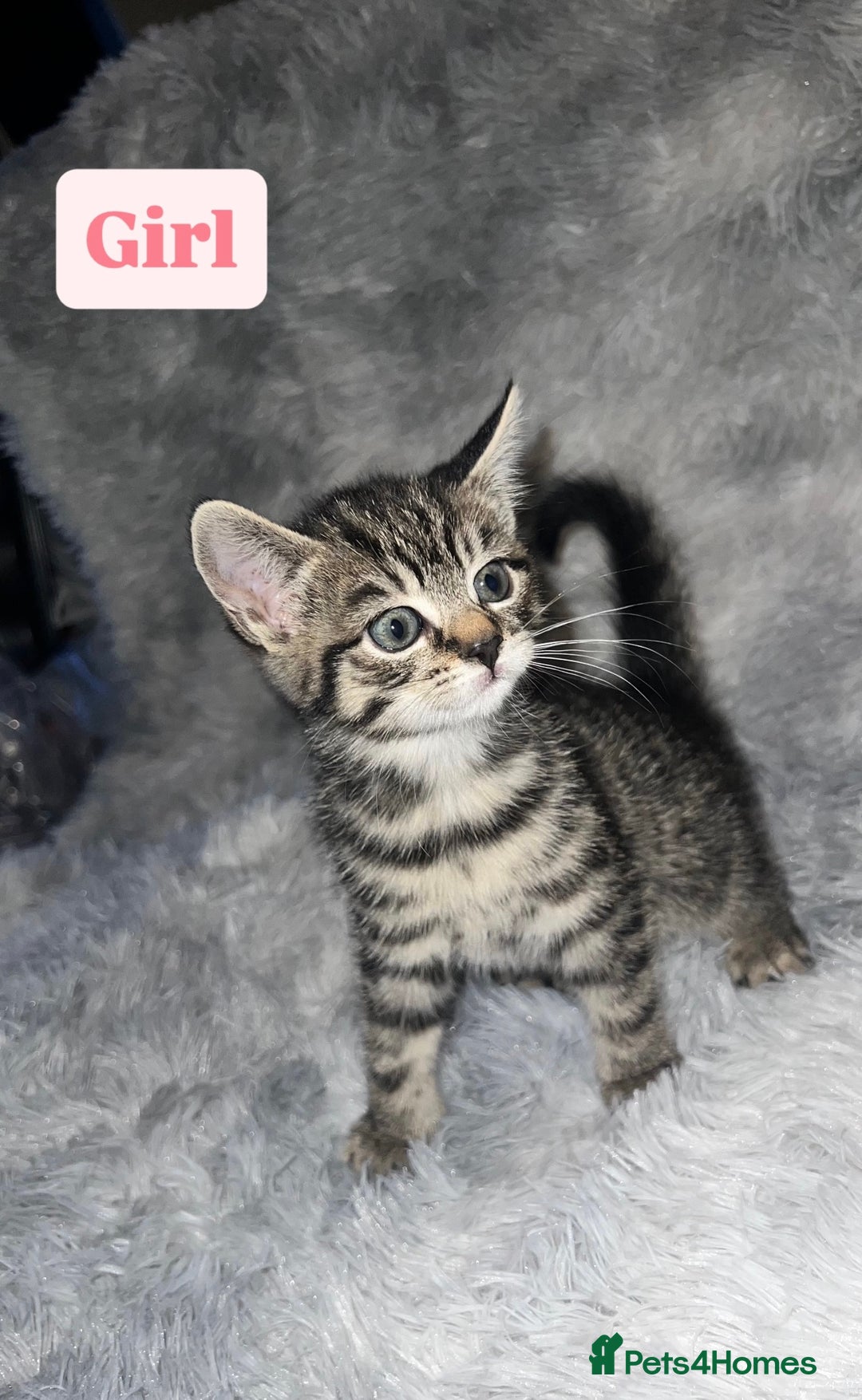 Domestic Shorthair cats for sale: Beautiful Kittens looking for a forever home - Image 3