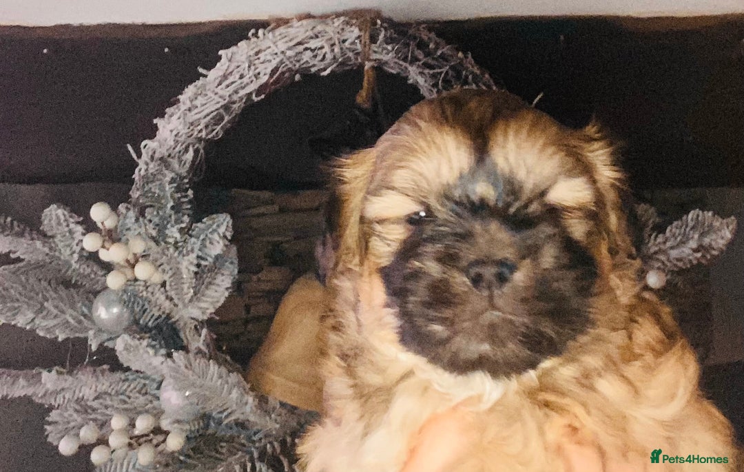 Shih Tzu dogs for sale: STUNNING BLACK MASK PUPS PLUS PARTI COLOUR  - Advert 6