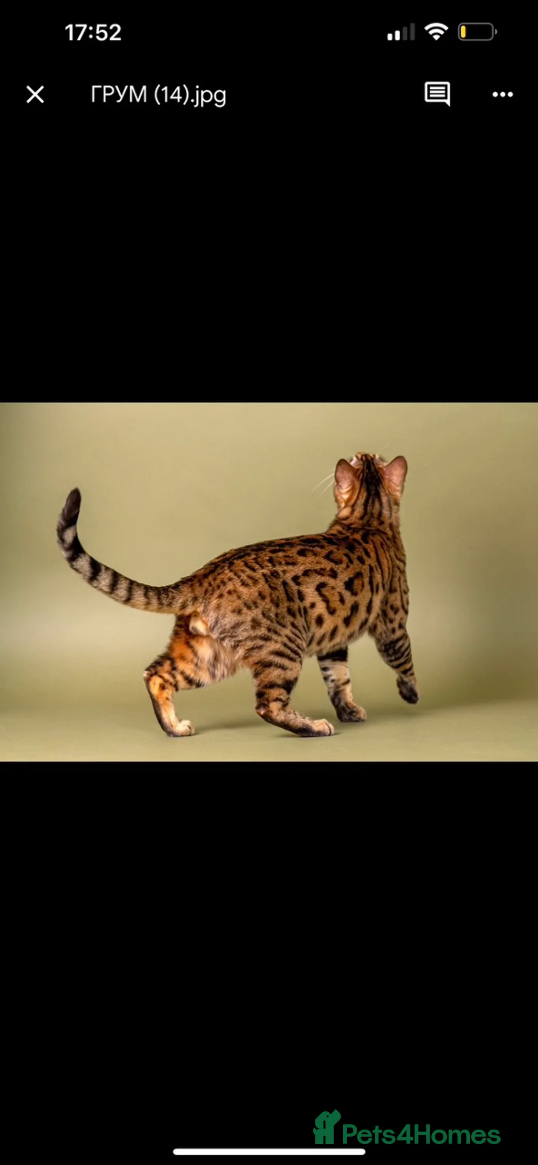 Bengal cats for stud: Stud cat Tica actives 5 generations pedigree  in Barnsley - Advert 30