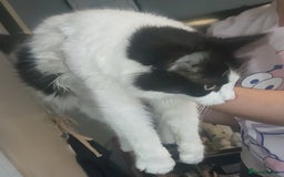 Domestic Shorthair cats for sale: Black female kitten  - Image 4