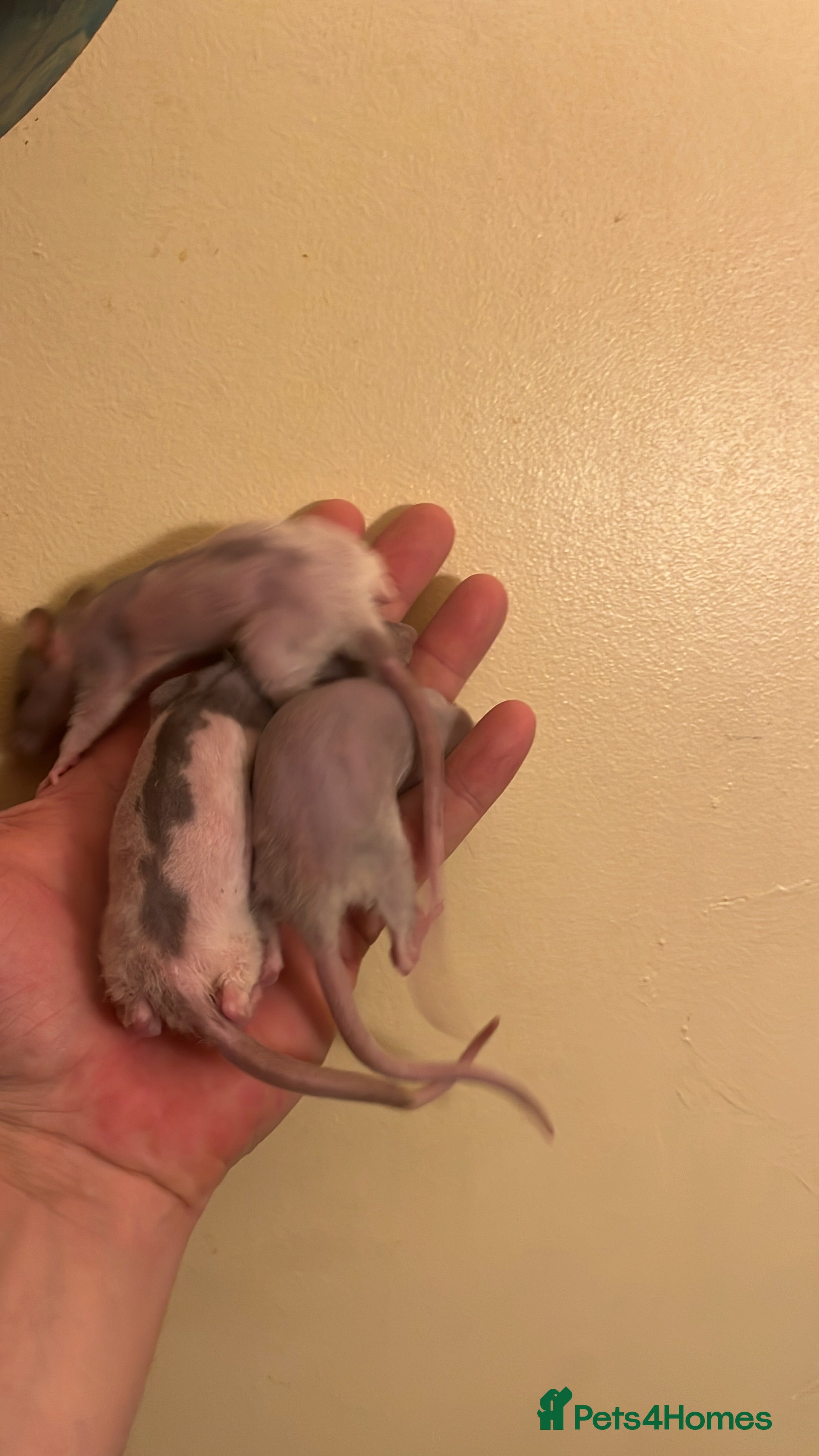 Rat rodents Double Rex females, - Advert 1