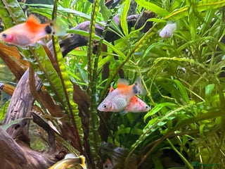 Platies fish Tropical Fish (x10)–Platty, Blue Cichlids, Guppies - Advert 14
