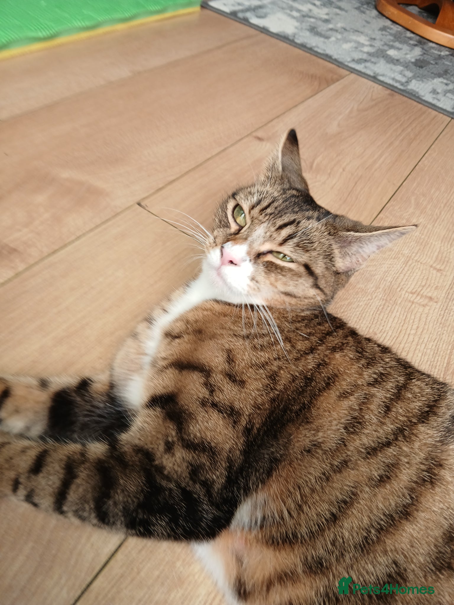 Mixed Breed cats Mixed breed Kittens for sale  - Advert 4