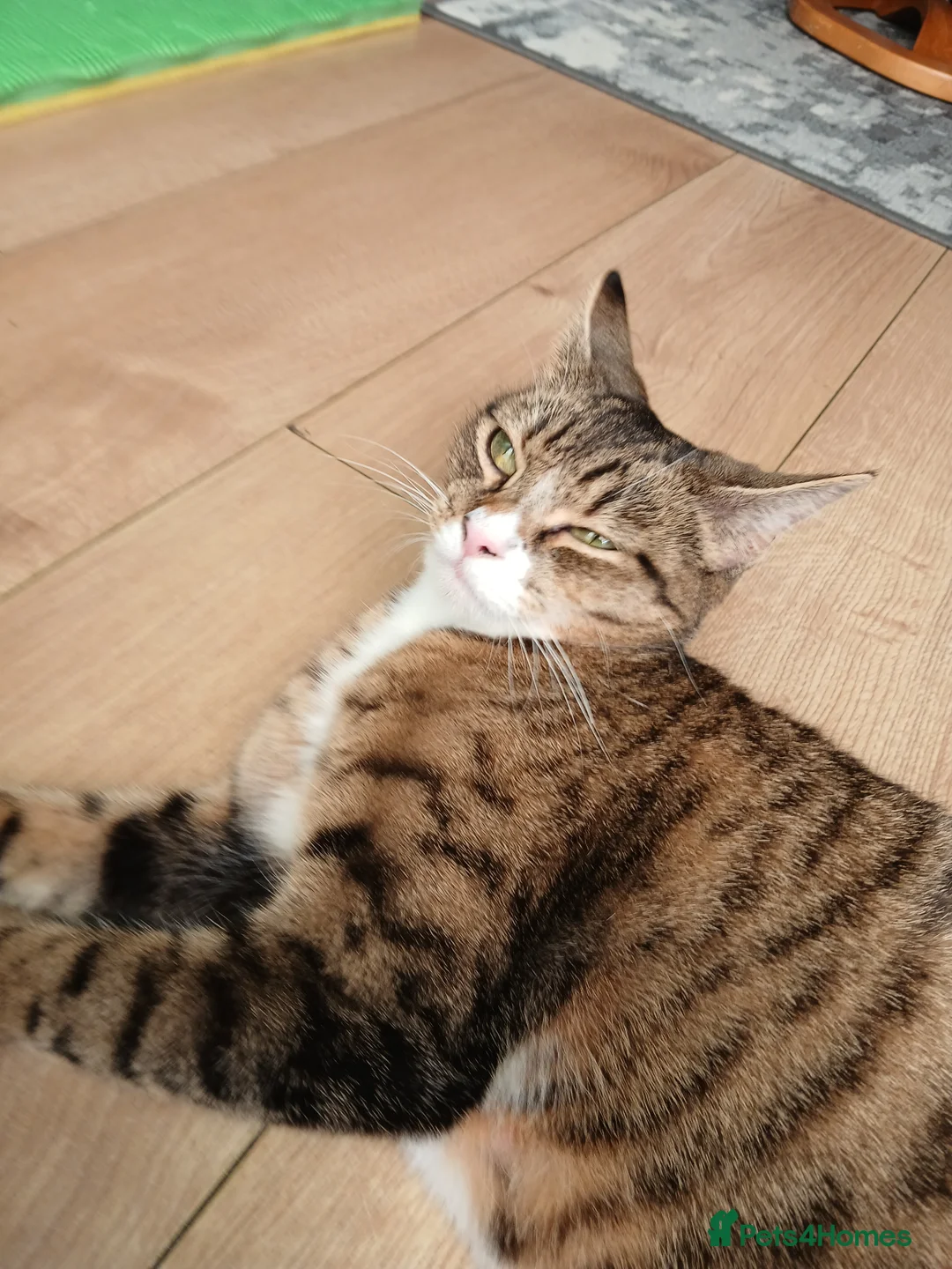 Mixed Breed cats for sale: Mixed breed Kittens for sale  - Advert 1
