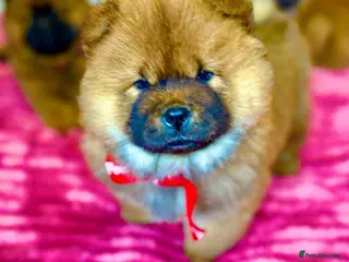 Chow Chow dogs Puupy 1 - Advert 3