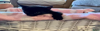 Domestic Shorthair 7