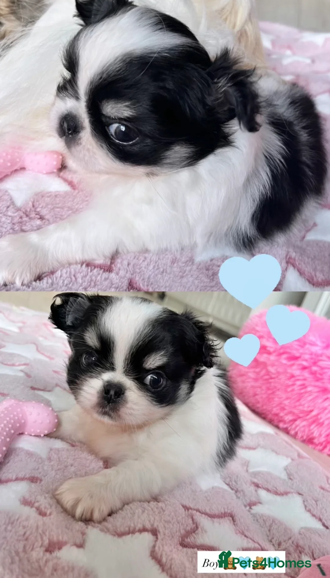 Chihuahua dogs for sale: Long Coat Chihuahua Boys Outstanding Quality ⭐️ - Advert 11