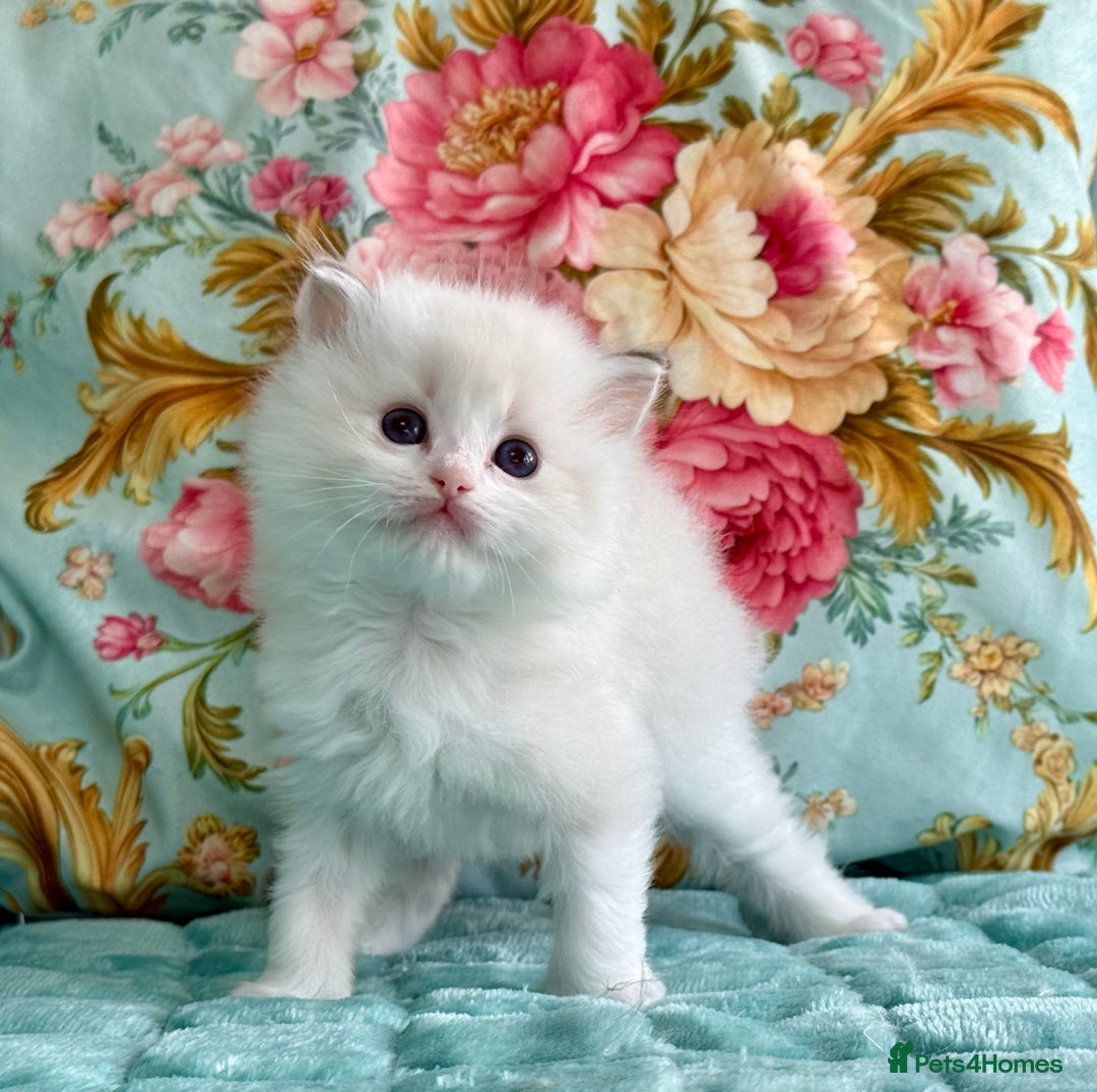 Ragdoll cats for sale: 1 boy 3 girls  - Image 10