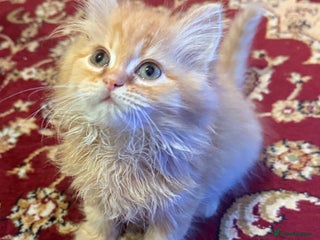 Mixed Breed cats Ragdoll X Persian kittens - Advert 5