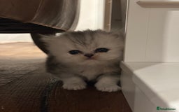 Persian cats for sale: Chinchilla kittens  - Image 18