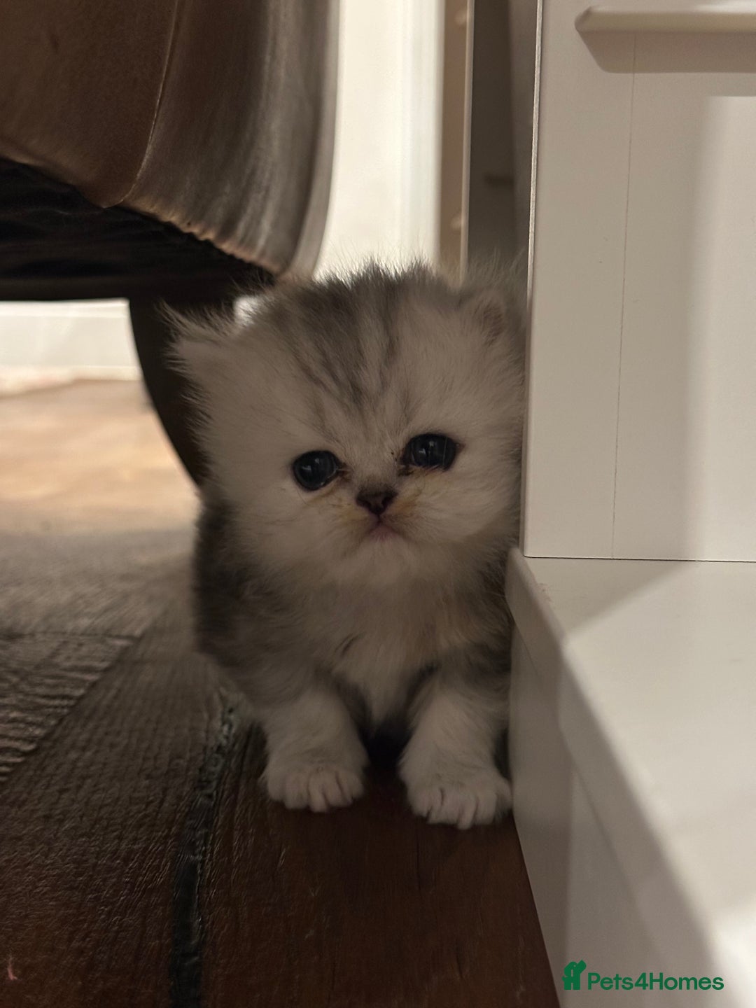 Persian cats for sale: Chinchilla kittens  - Image 18