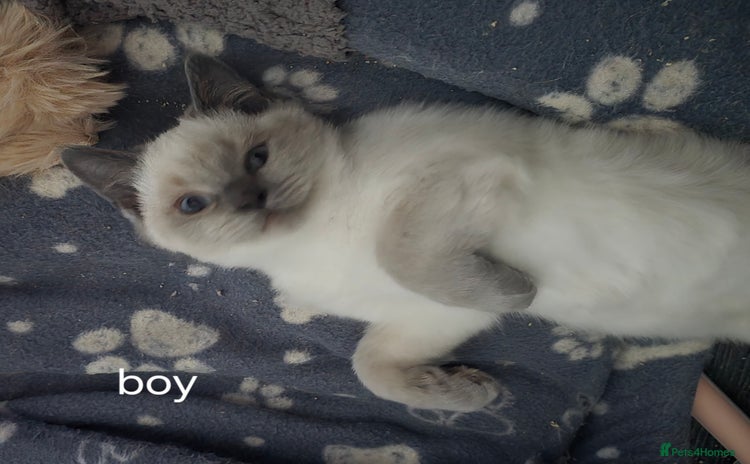 British Shorthair cats - Advert 5