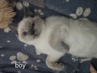 British Shorthair cats - Advert 1