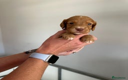 Cocker Spaniel dogs for sale: Working Cocker spaniel puppies  - Image 37