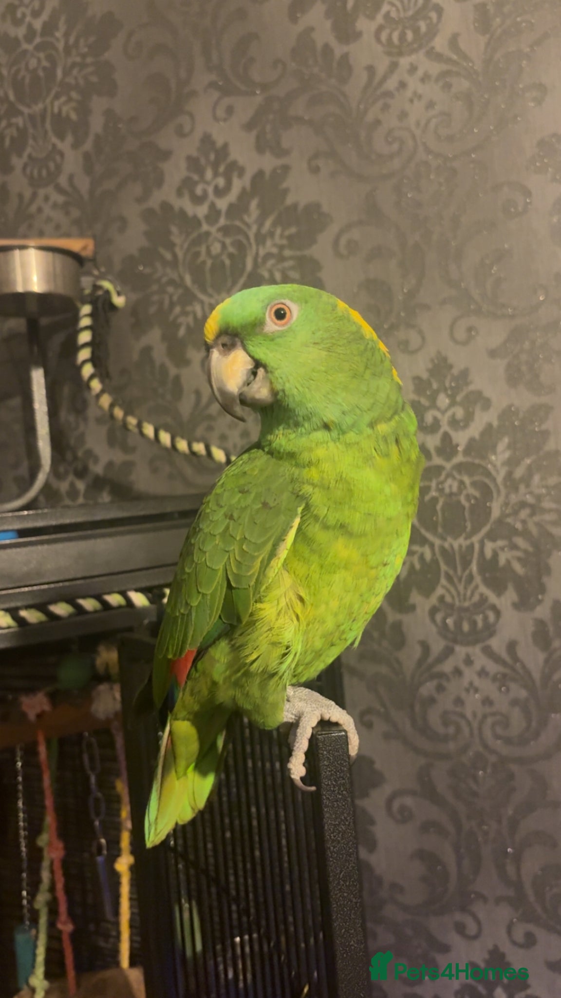 Parrots birds Yellow nape amazon - Advert 13