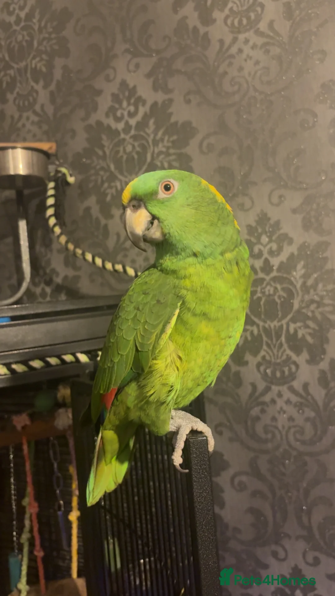 Parrots birds for sale: Yellow nape amazon - Advert 1