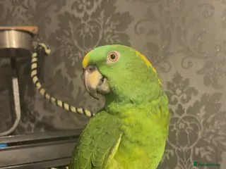 Parrots birds Yellow nape amazon - Advert 17