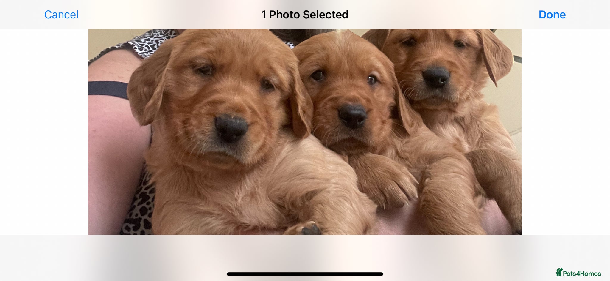 Golden Retriever dogs for sale: Beautiful, KC registered  Golden Retriever puppies - Advert 6
