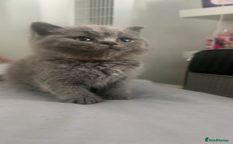 British Shorthair cats - Advert 16