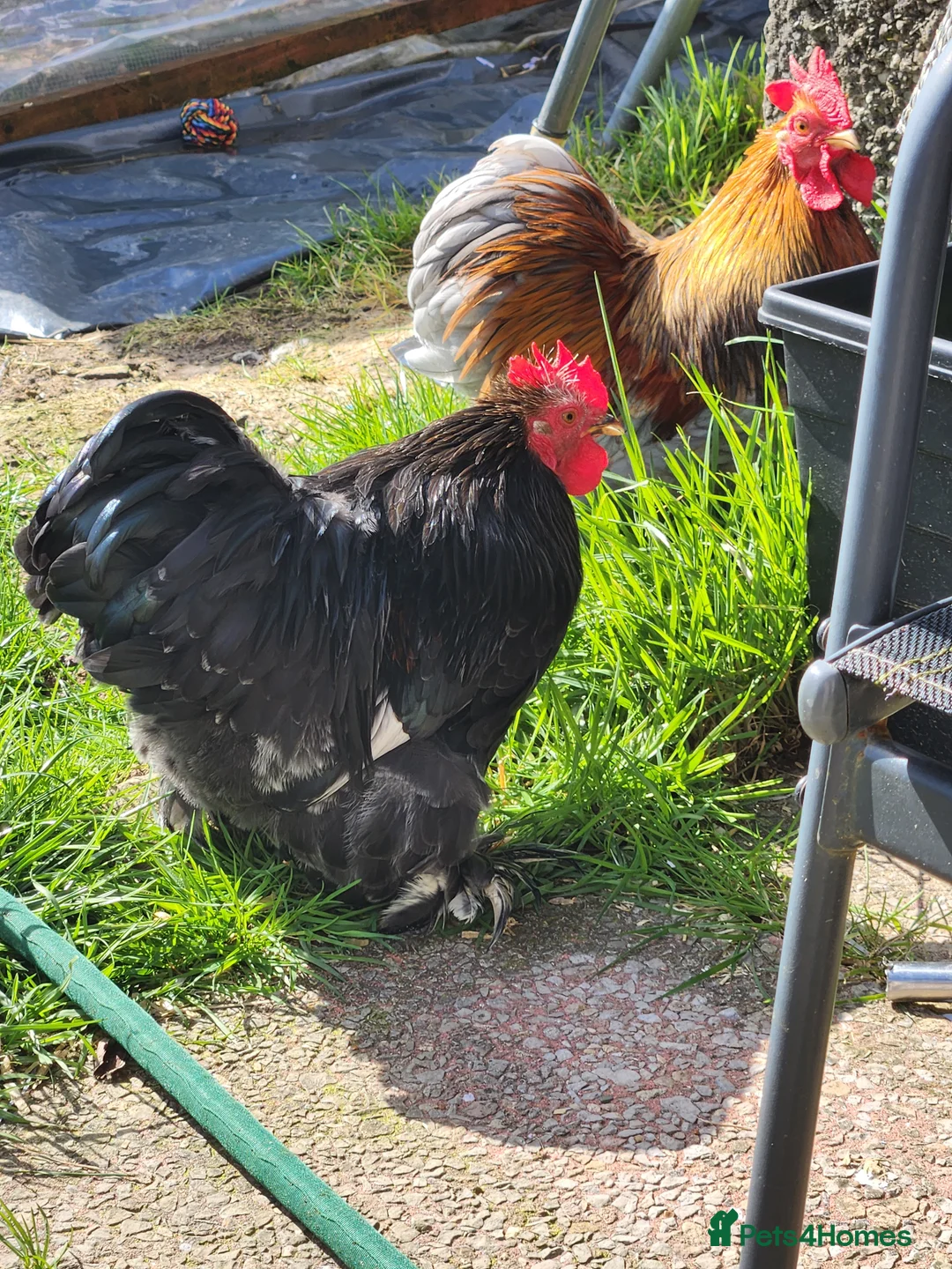 Chickens poultry for sale: bantam  - Advert 1