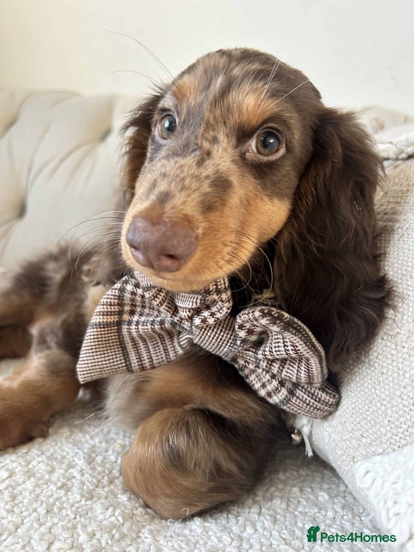 Miniature Dachshund dogs 8 month old Dapple Miniature Dachshund  - Advert 1
