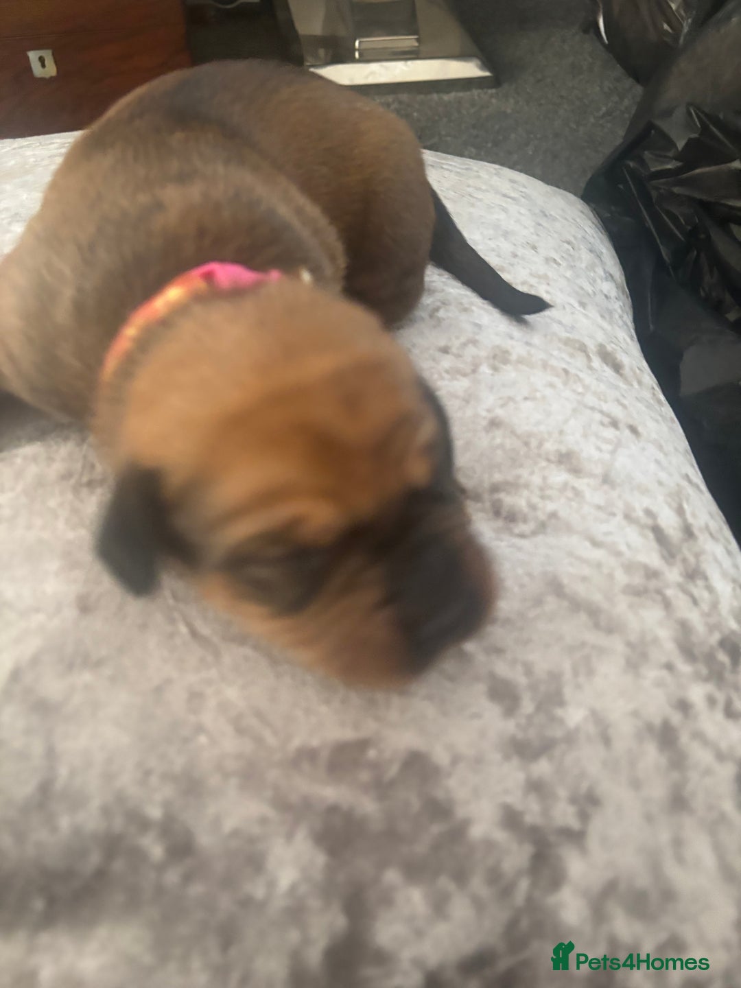 Mixed Breed dogs for sale: My surprise litter - Advert 13