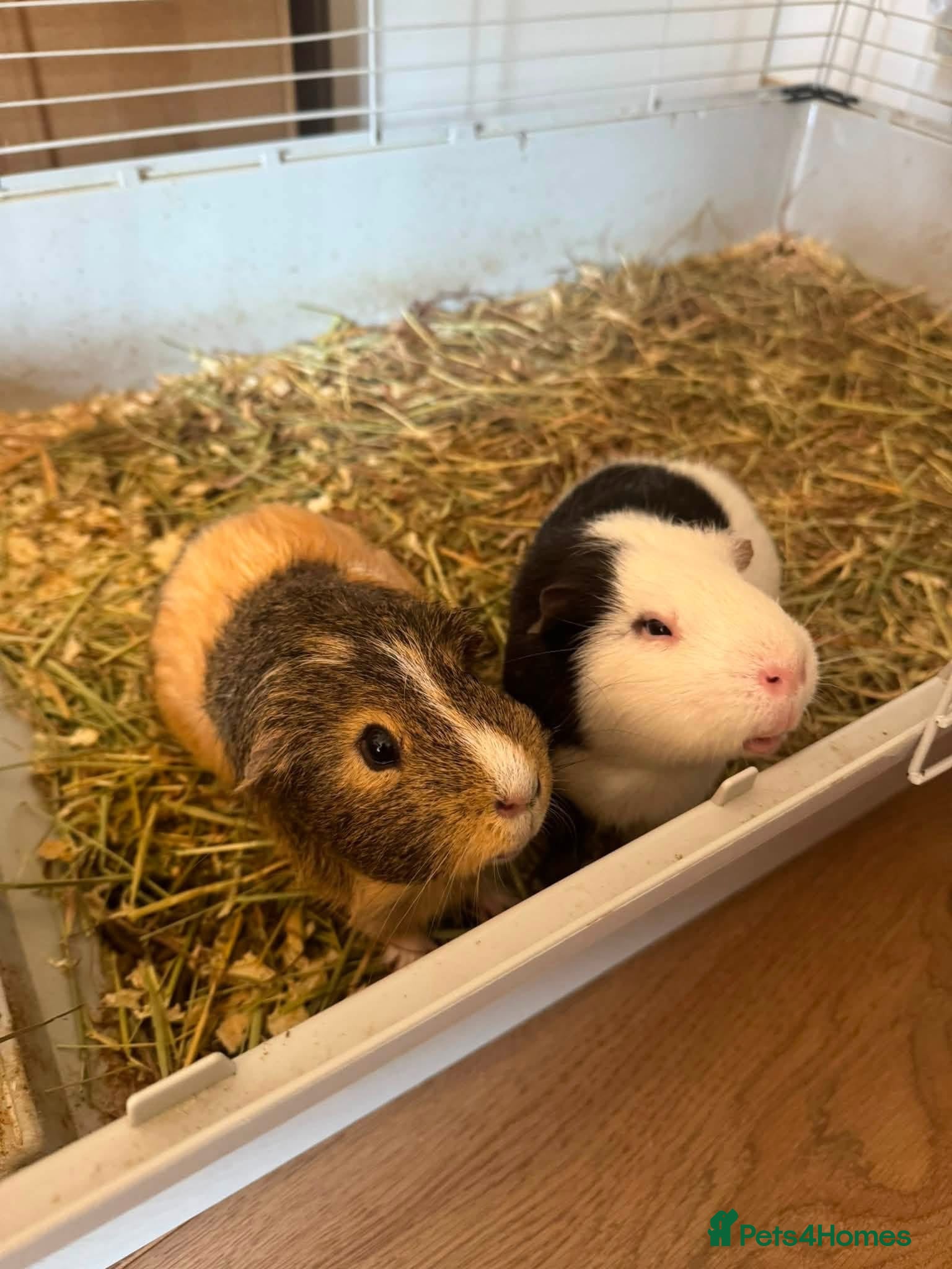 Guinea Pig rodents 2 male ginea pigs - Advert 1