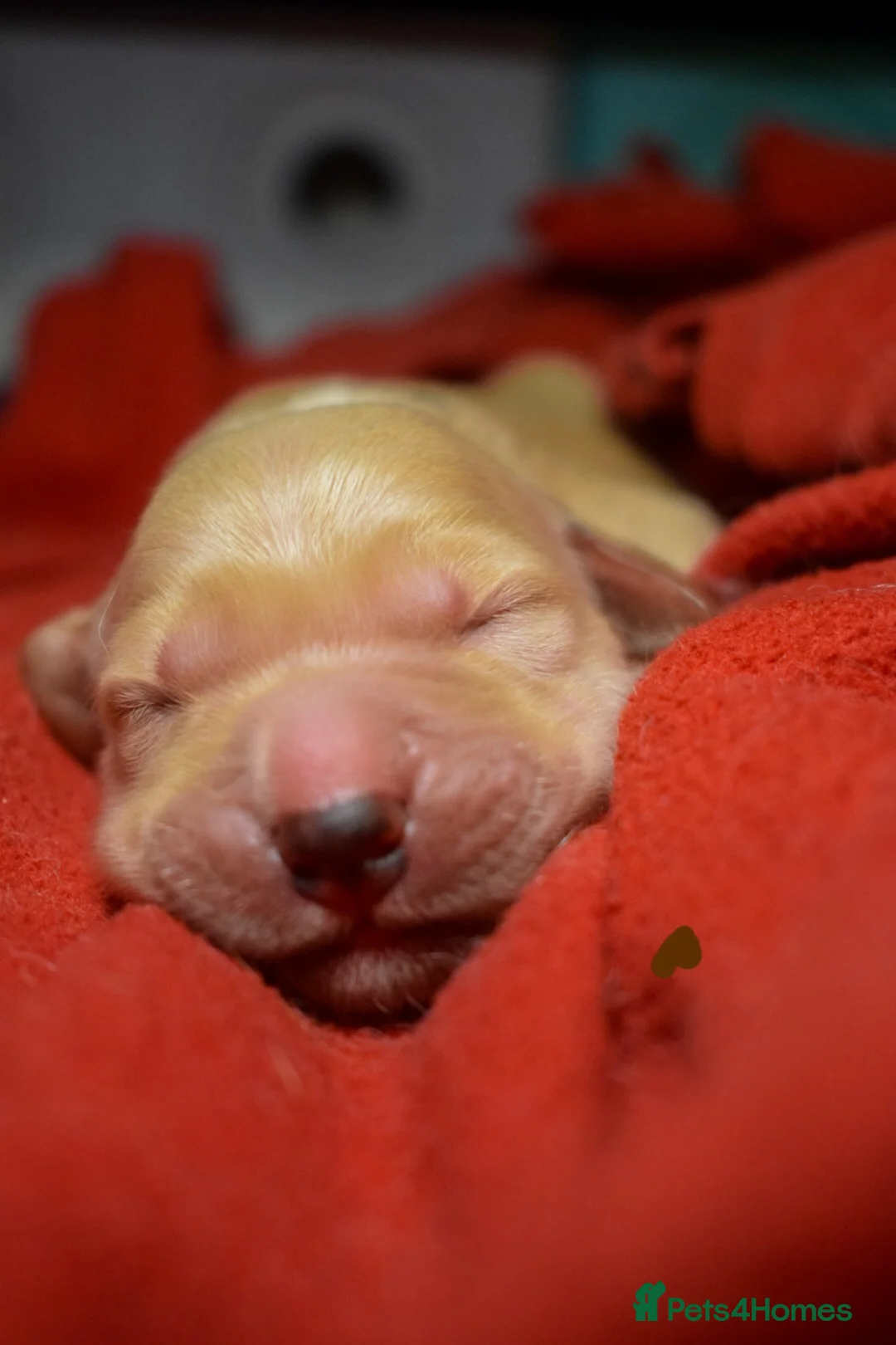 Golden Retriever dogs for sale: Golden Retriever Puppies - Advert 1