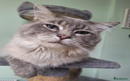 Ragdoll cats for stud: Ragdoll Stud  in Manchester - Image 1