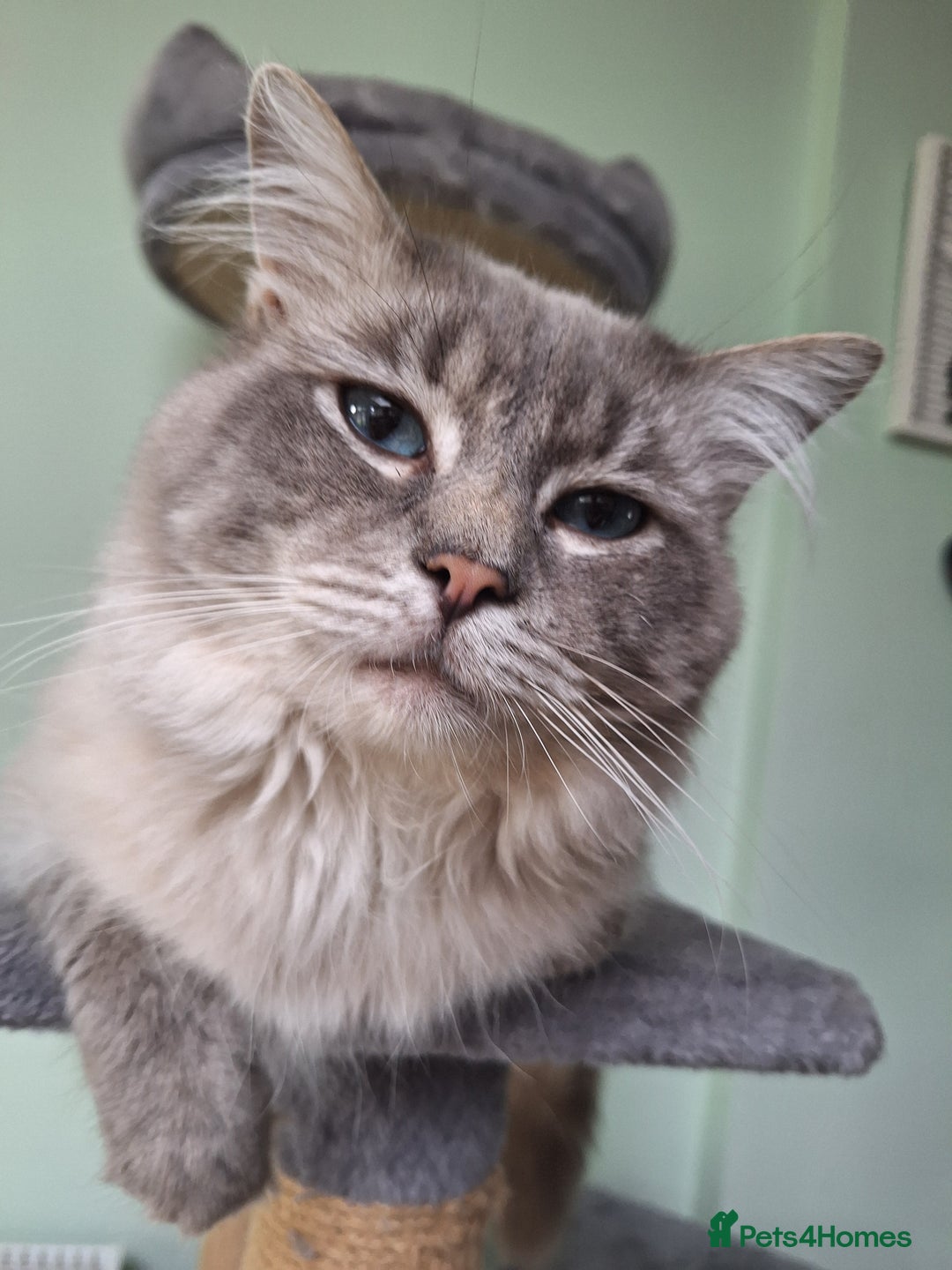 Ragdoll cats for stud: Ragdoll Stud  in Manchester - Image 1