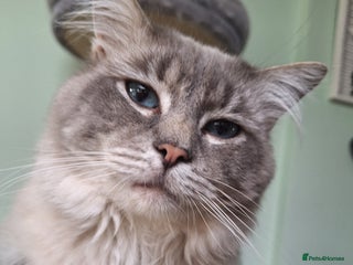 Ragdoll cats in Manchester - Advert 6