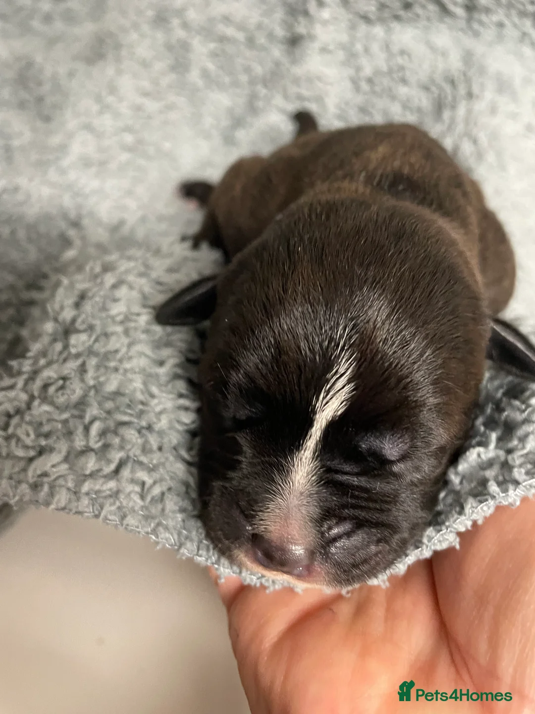 Staffordshire Bull Terrier dogs for sale: Staffordshire Bull Terrier Pups 💙🩷 - Advert 21