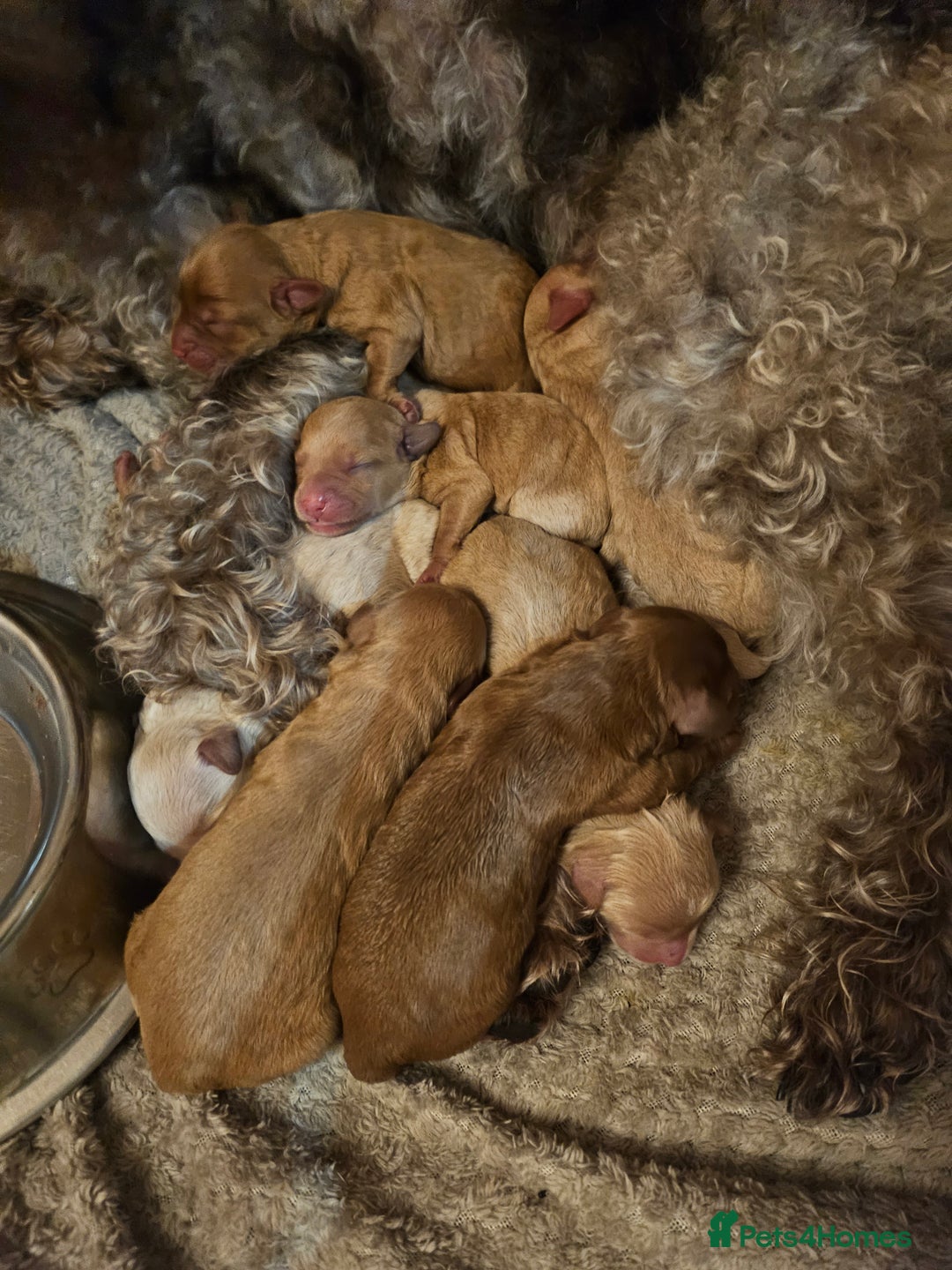 Mixed Breed dogs for sale: Australian Labradoodle Puppies - Advert 4