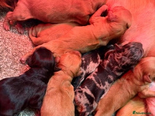 Mini Goldendoodle dogs Extensively health tested F1 goldendoodle puppies - Advert 10