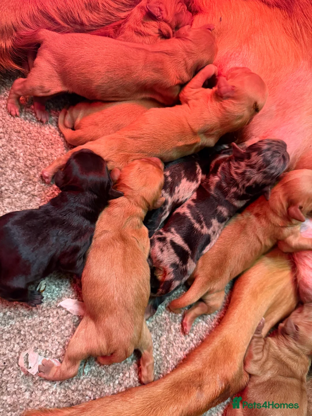 Mini Goldendoodle dogs for sale: Extensively health tested F1 goldendoodle puppies  - Advert 11